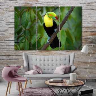 Toucan living room wall pictures, wild bird print canvas art